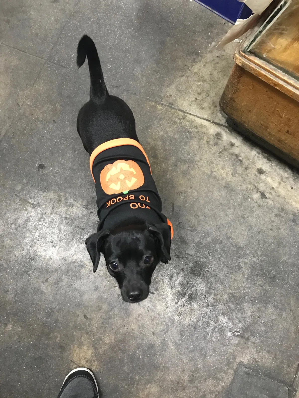 Lost dog in Harbor City, CA, 90710