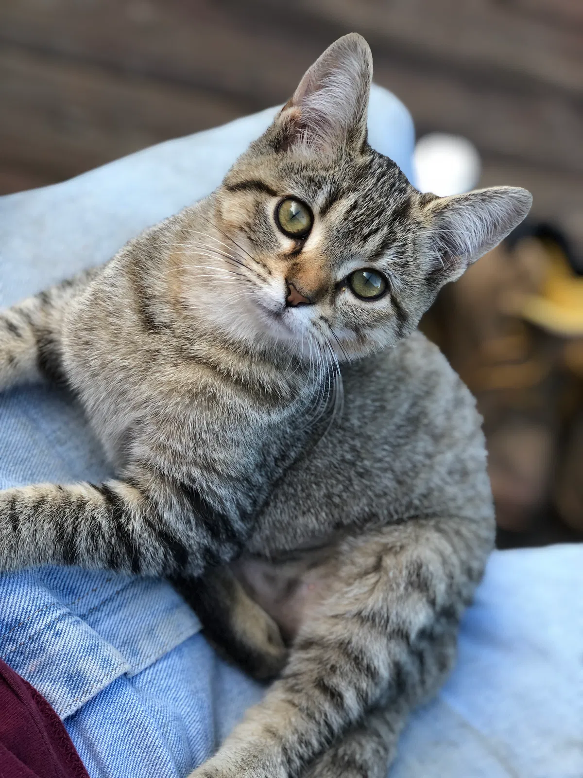 Lost cat in Youngstown, OH, 44515