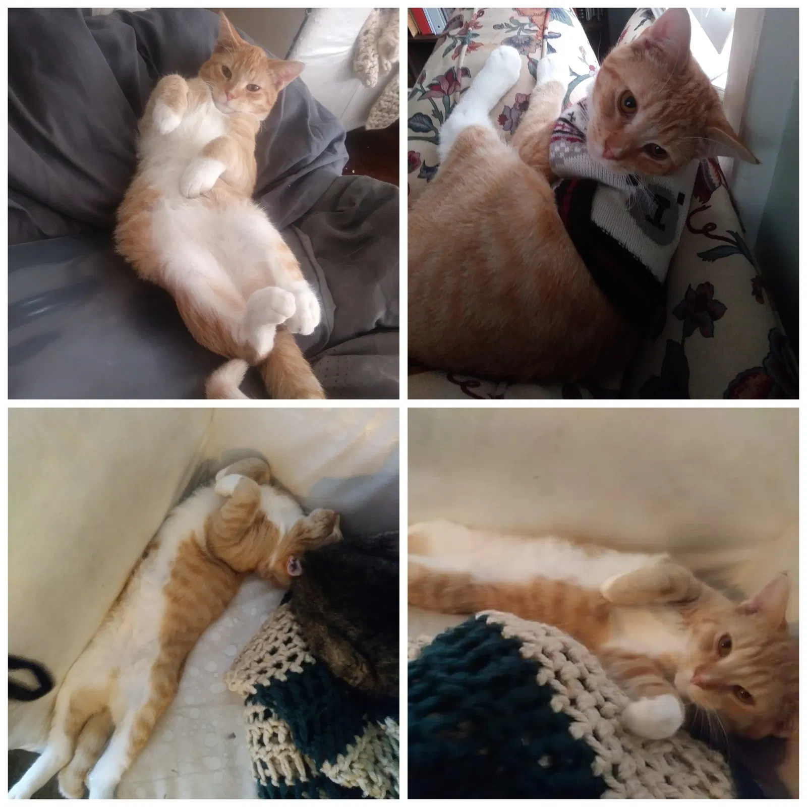 Lost cat in Evansville, IN, 47714