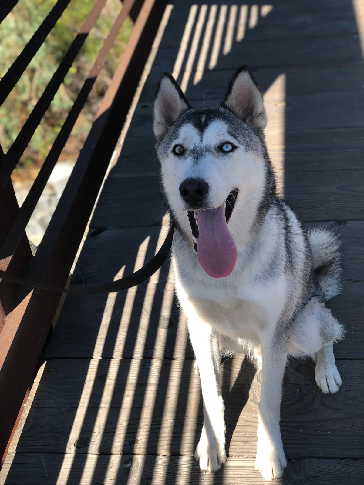 Lost dog in Anaheim, CA, 92804