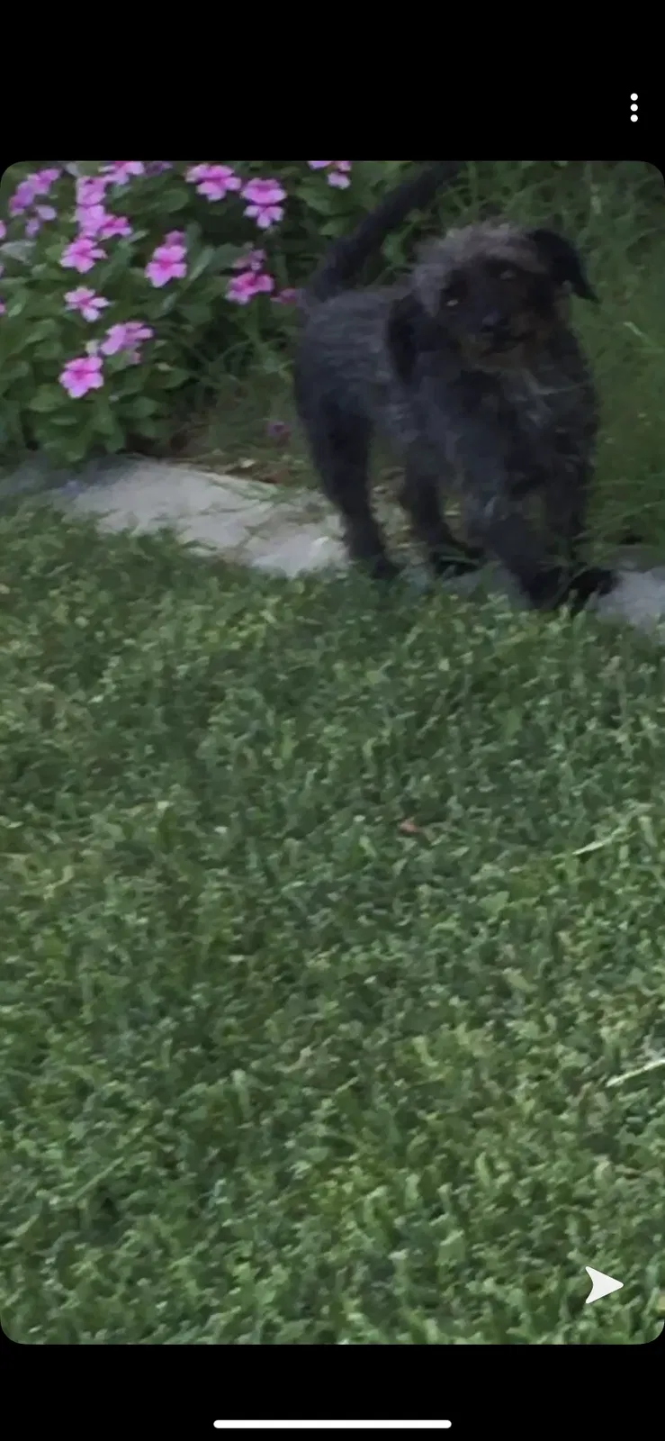Lost dog in Anaheim, CA, 92804