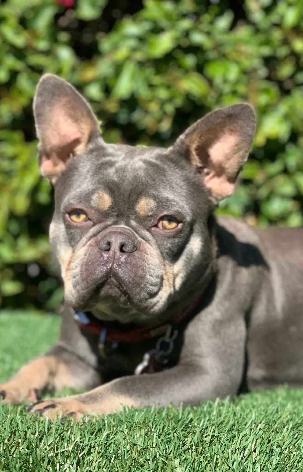 Lost dog in Redondo Beach, CA, 90278