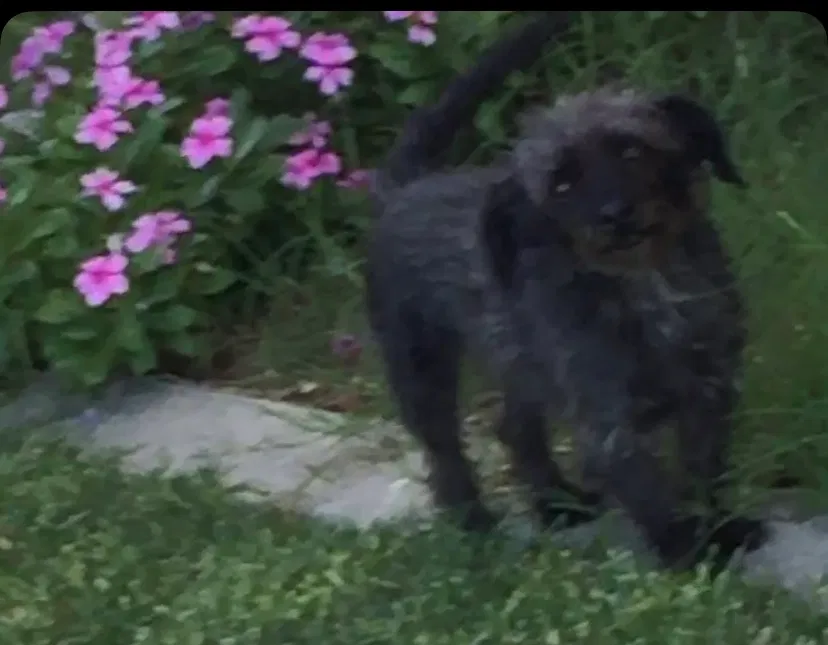 Lost dog in Anaheim, CA, 92804