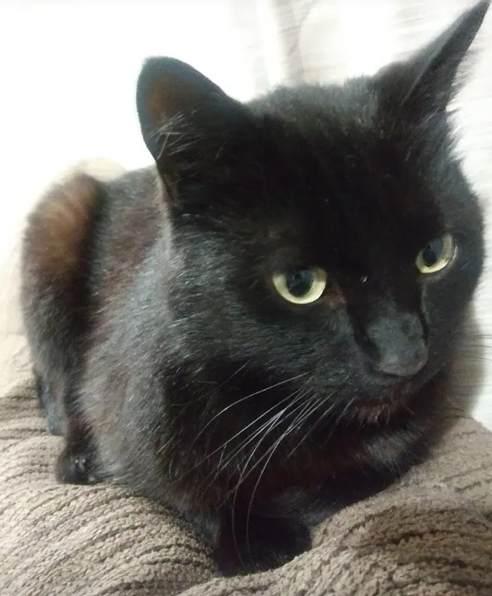 Lost cat in Flint, MI, 48507