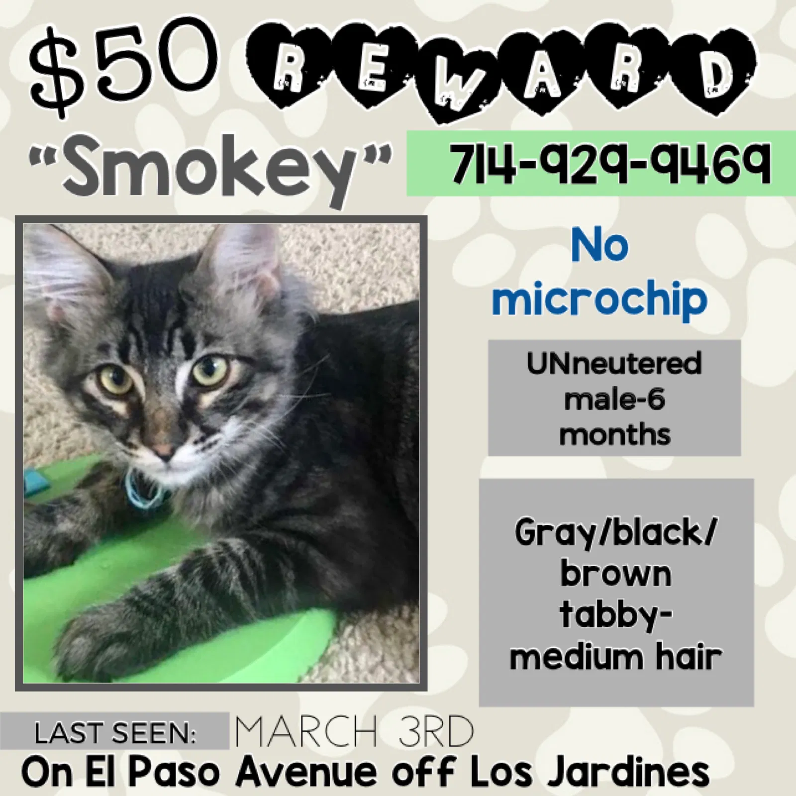 Lost cat in Fountain Valley, CA, 92708