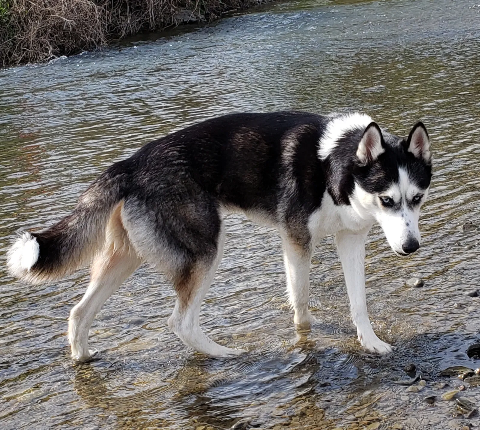 Lost dog in Binghamton, NY, 13903