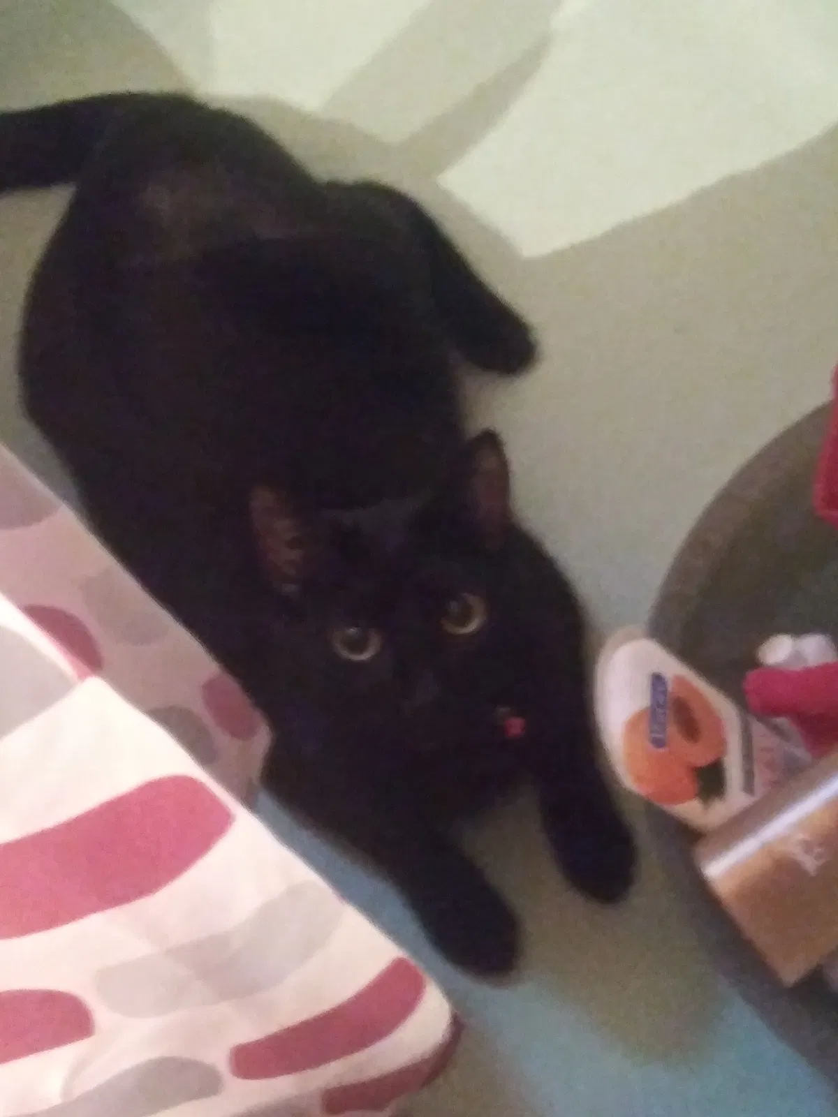 Lost cat in Yakima, WA, 98902