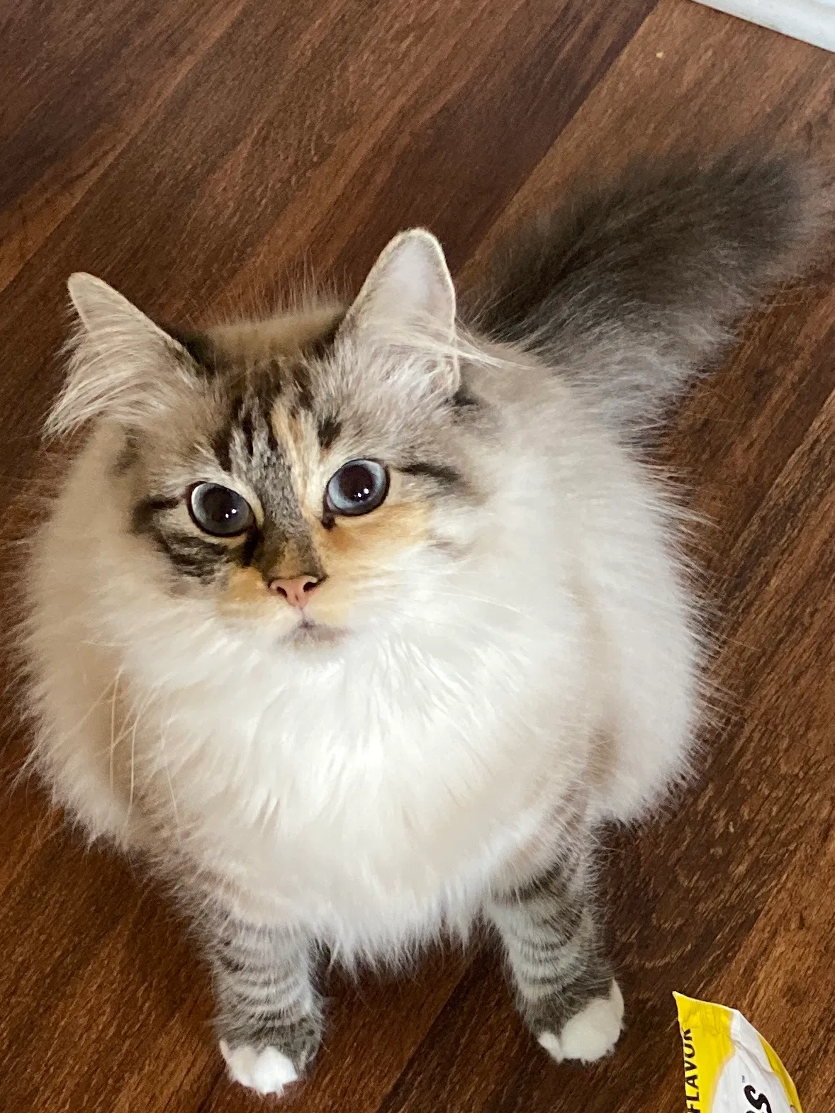 Lost cat in Springdale, AR, 72764