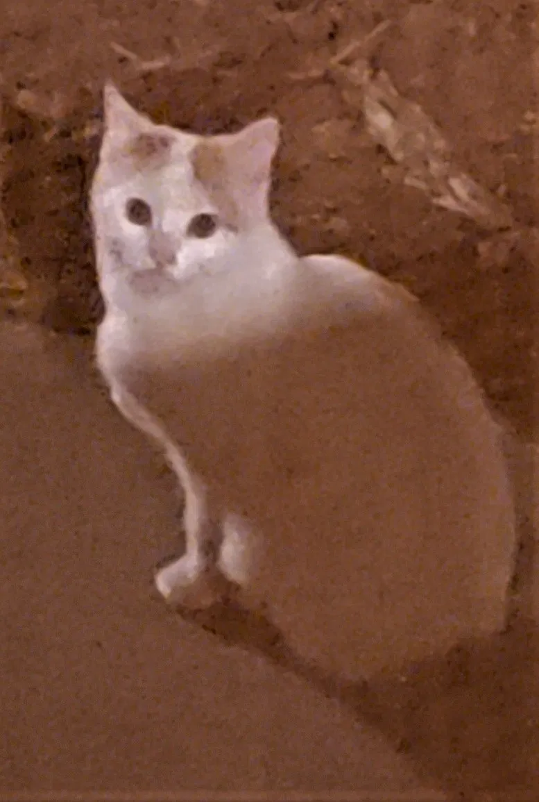 Lost cat in Albuquerque, NM, 87106