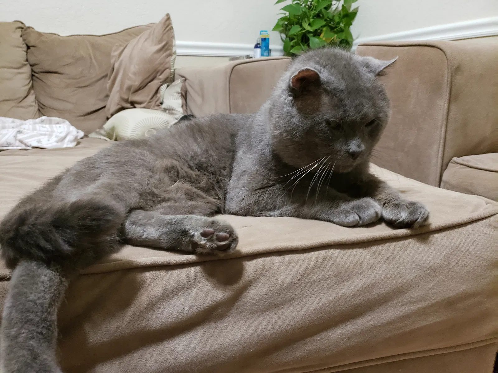 Lost cat in Killeen, TX, 76549