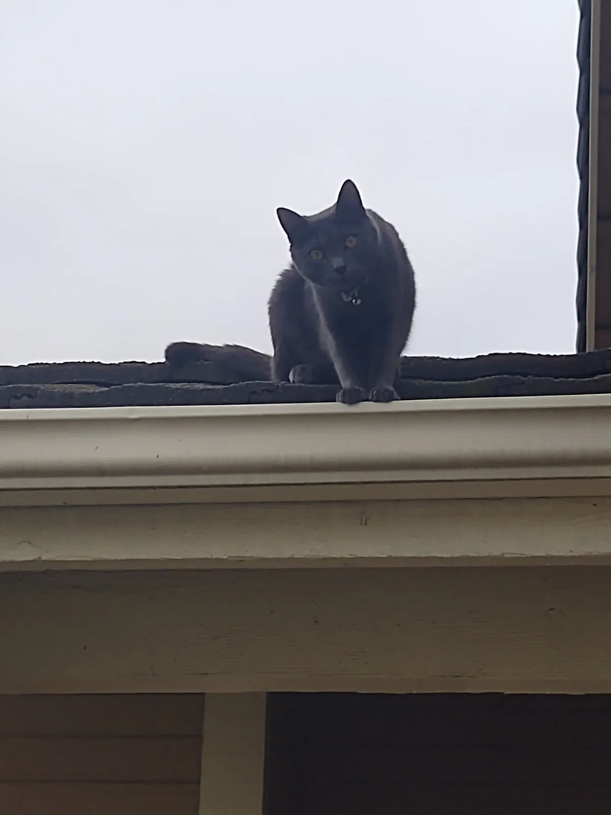 Lost cat in San Marcos, CA, 92078