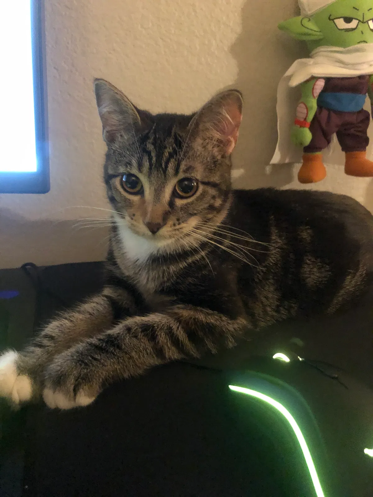 Lost cat in Wichita, KS, 67207