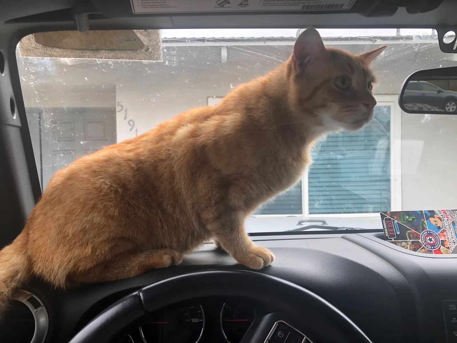 Lost cat in Yorba Linda, CA, 92886
