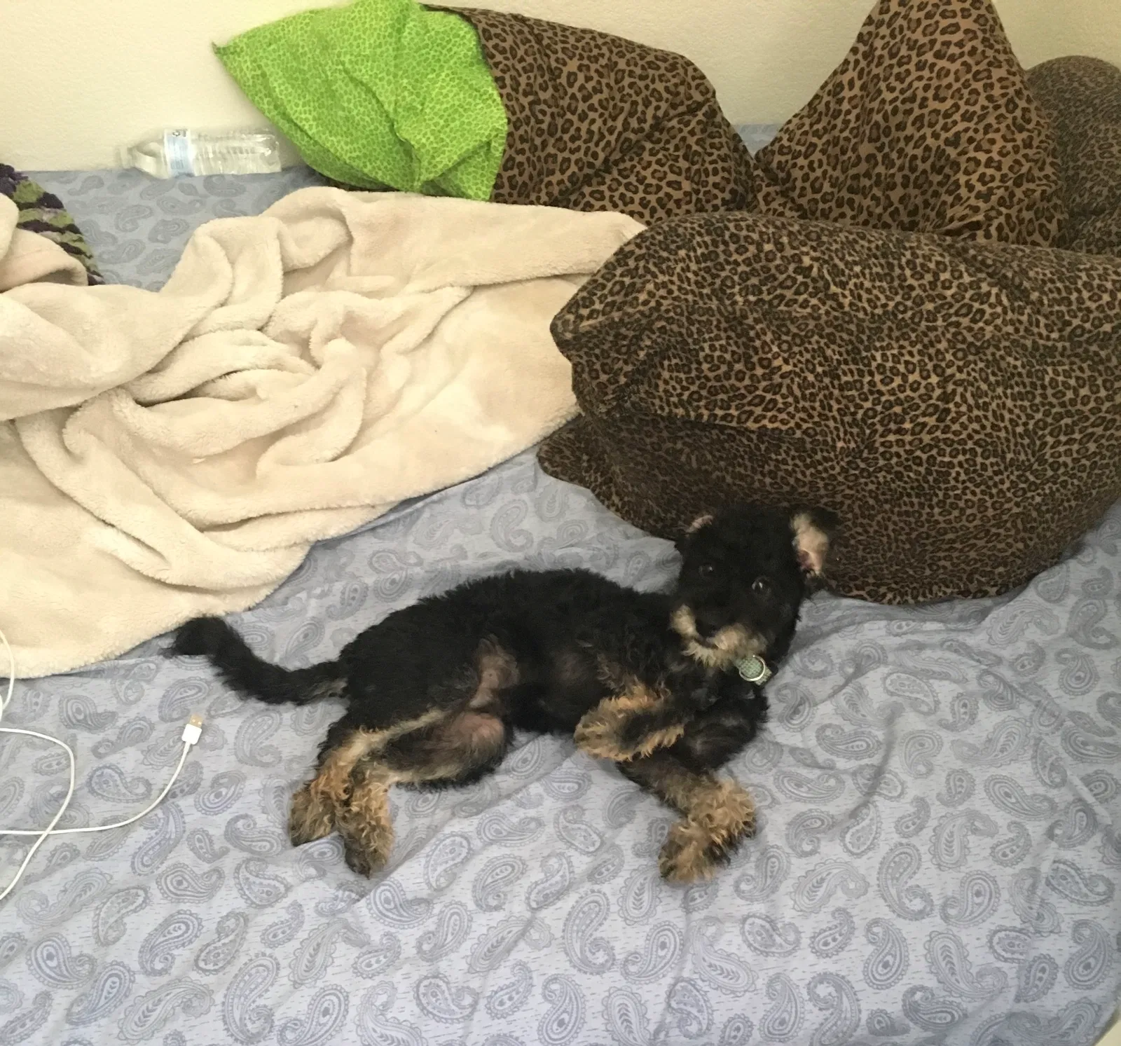 Lost dog in North Las Vegas, NV, 89081