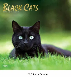 Lost cat in Atlanta, GA, 30349