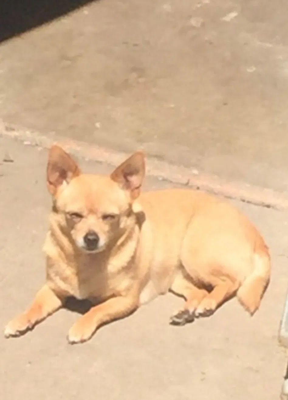 Lost dog in Inglewood, CA, 90301