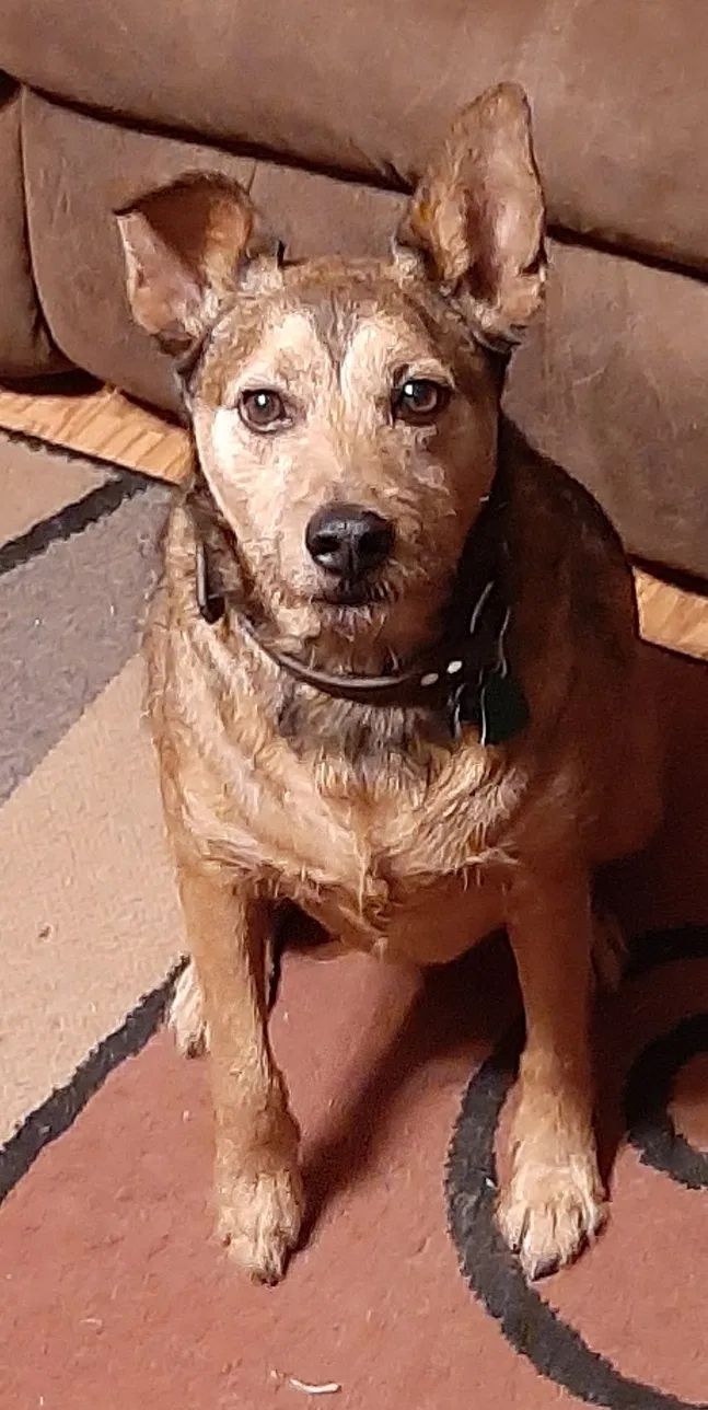Lost dog in Lafayette, LA, 70506