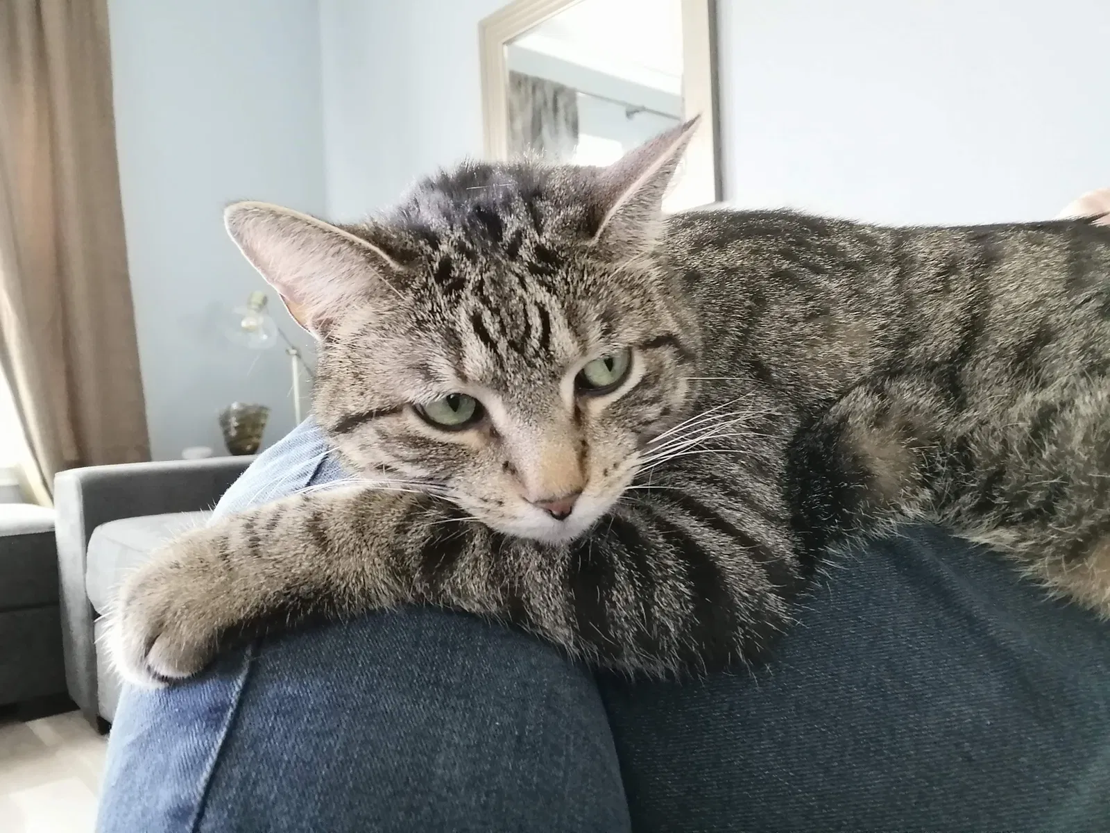 Lost cat in Hutto, TX, 78634