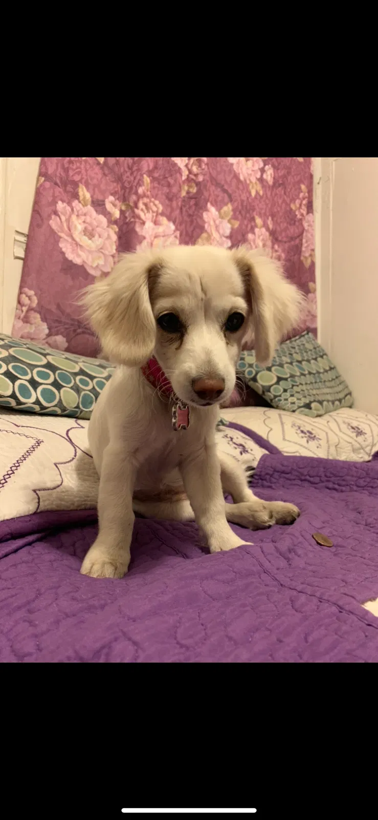 Lost dog in Escondido, CA, 92025