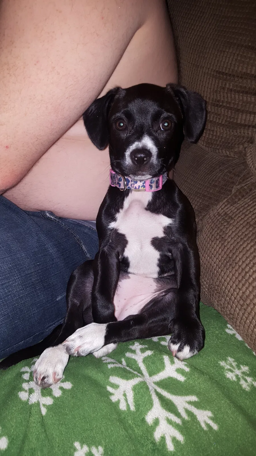 Lost dog in Saint Petersburg, FL, 33713