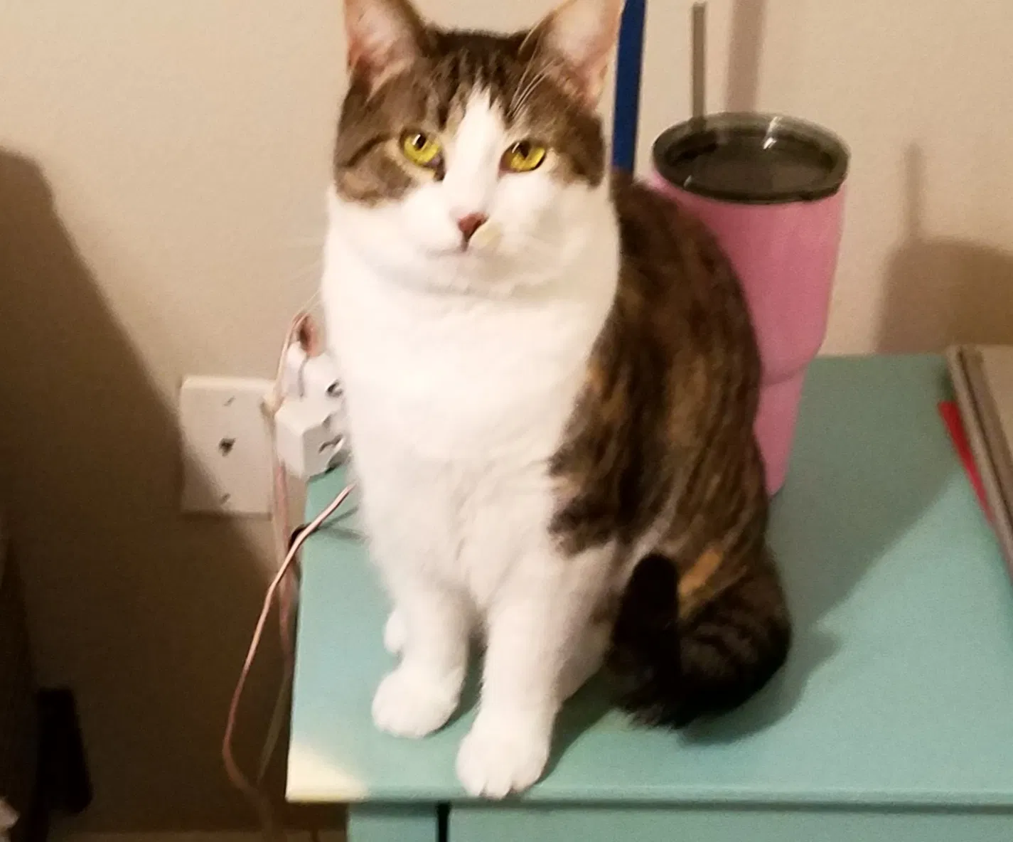 Lost cat in Conway, AR, 72032