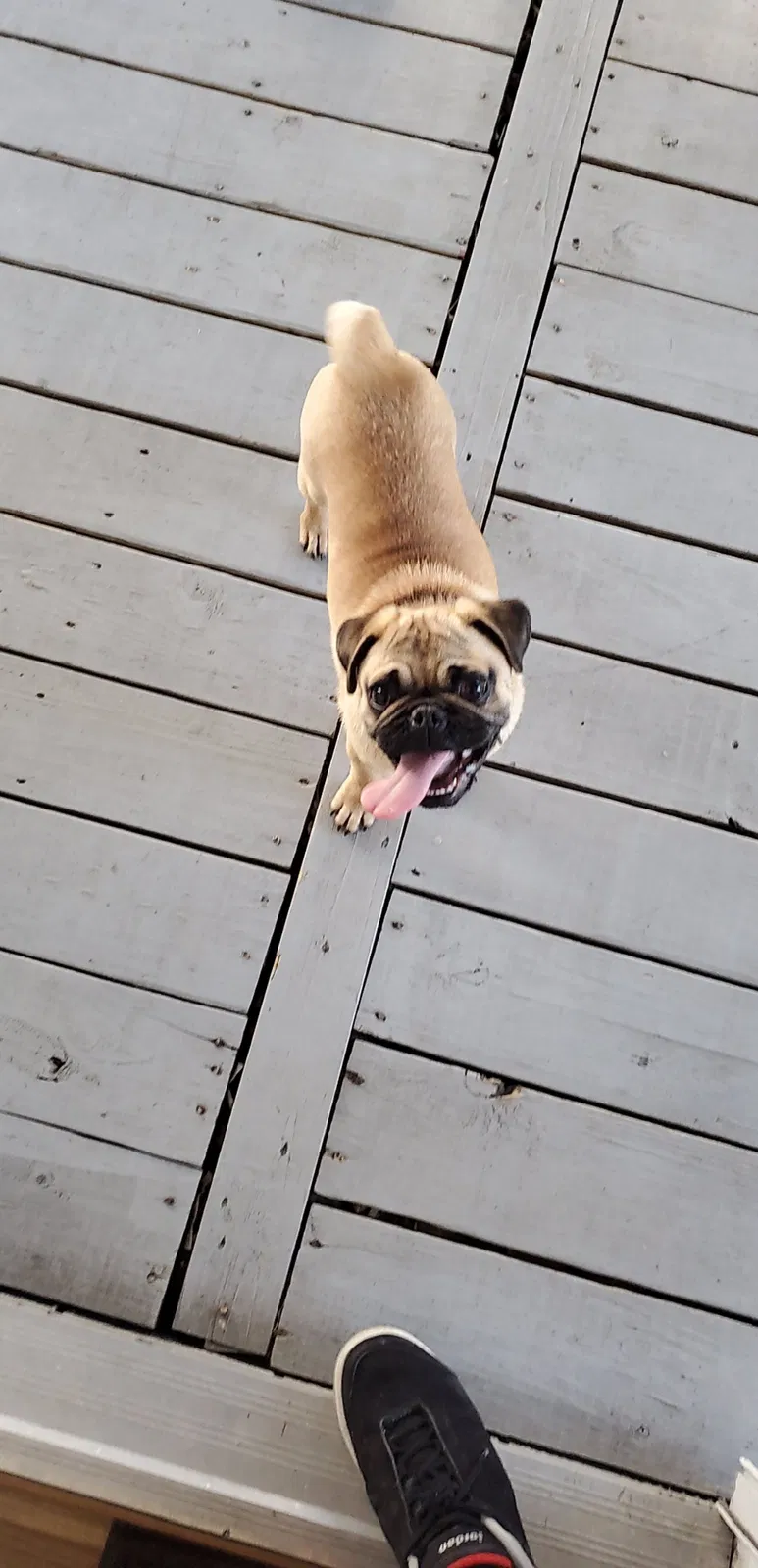 Lost dog in Pasadena, TX, 77504