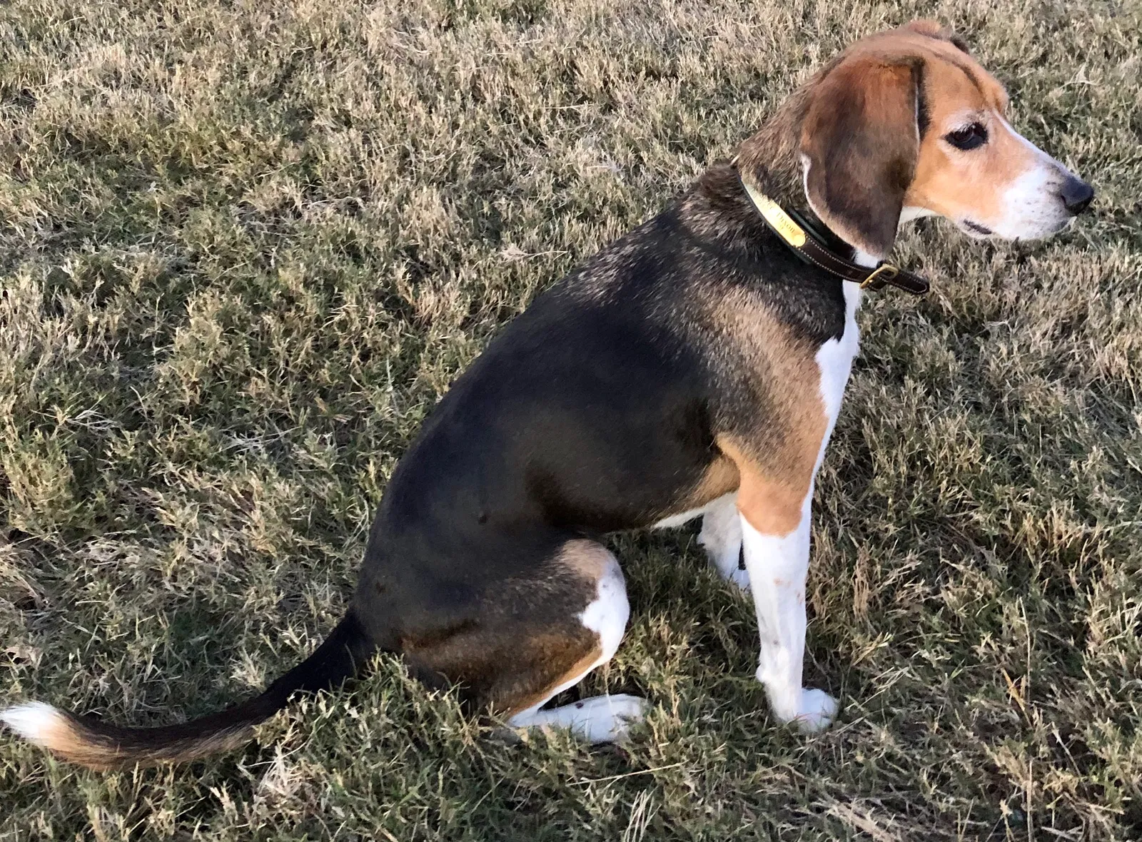 Lost dog in Roswell, GA, 30075