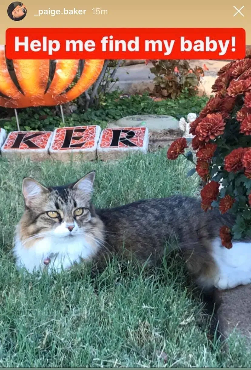 Lost cat in Bixby, OK, 74008