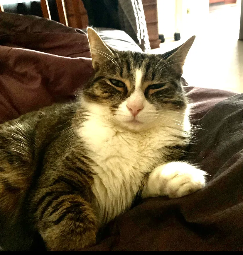 Lost cat in Midlothian, VA, 23114