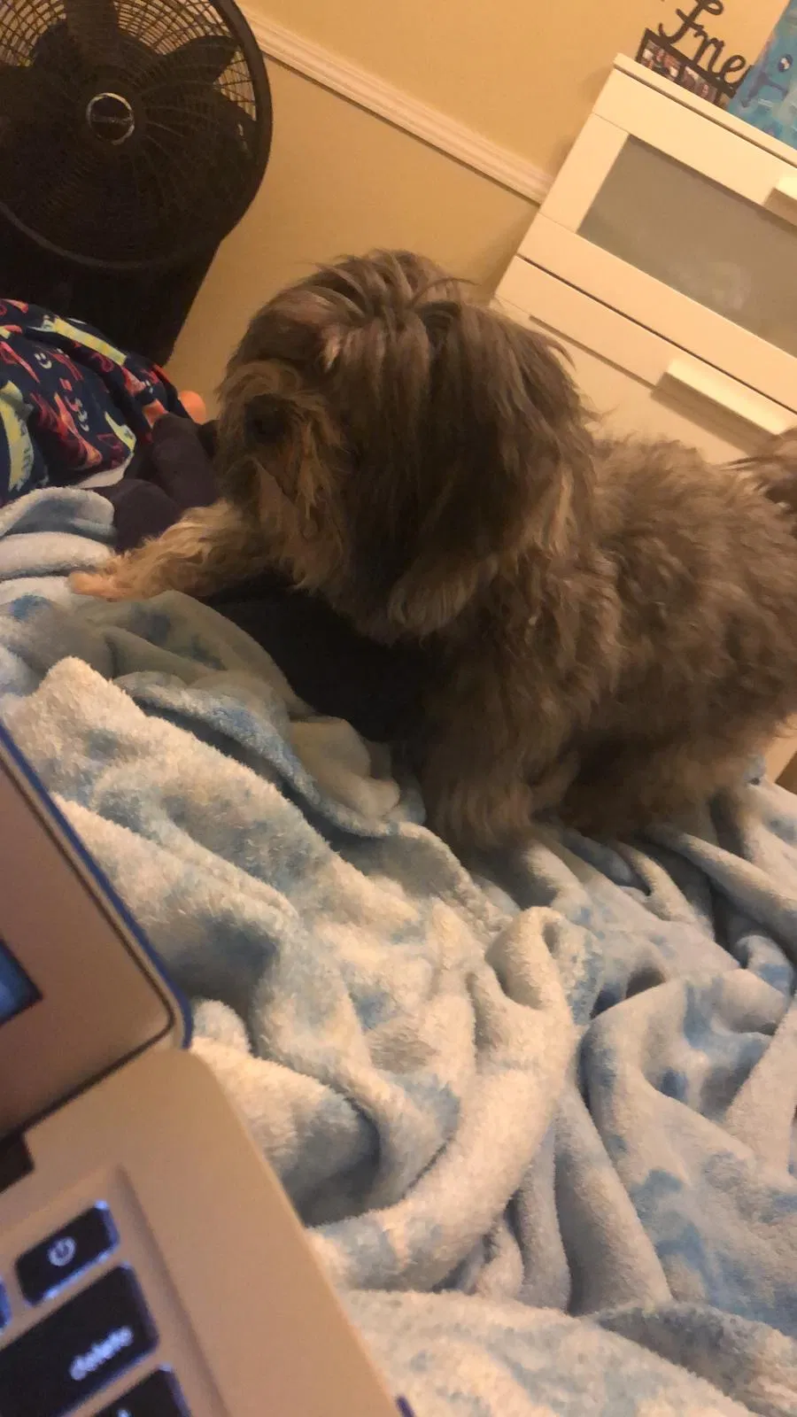 Lost dog in Winter Haven, FL, 33880