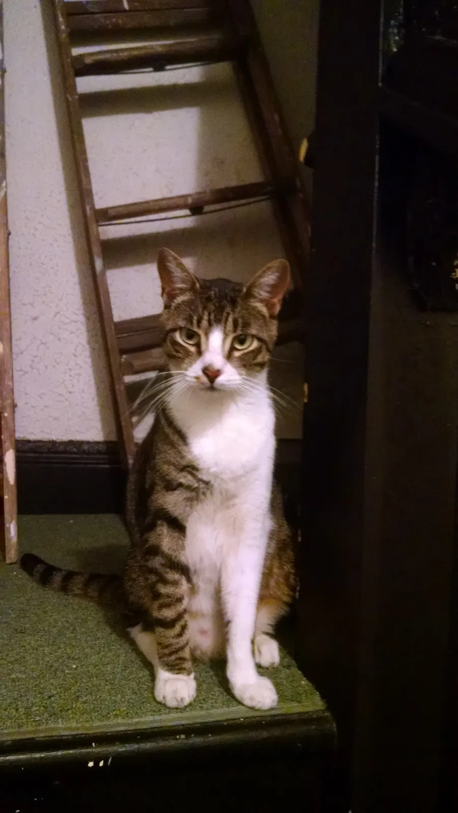 Lost cat in Bronx, NY, 10466