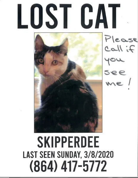 Lost cat in Greenville, SC, 29615