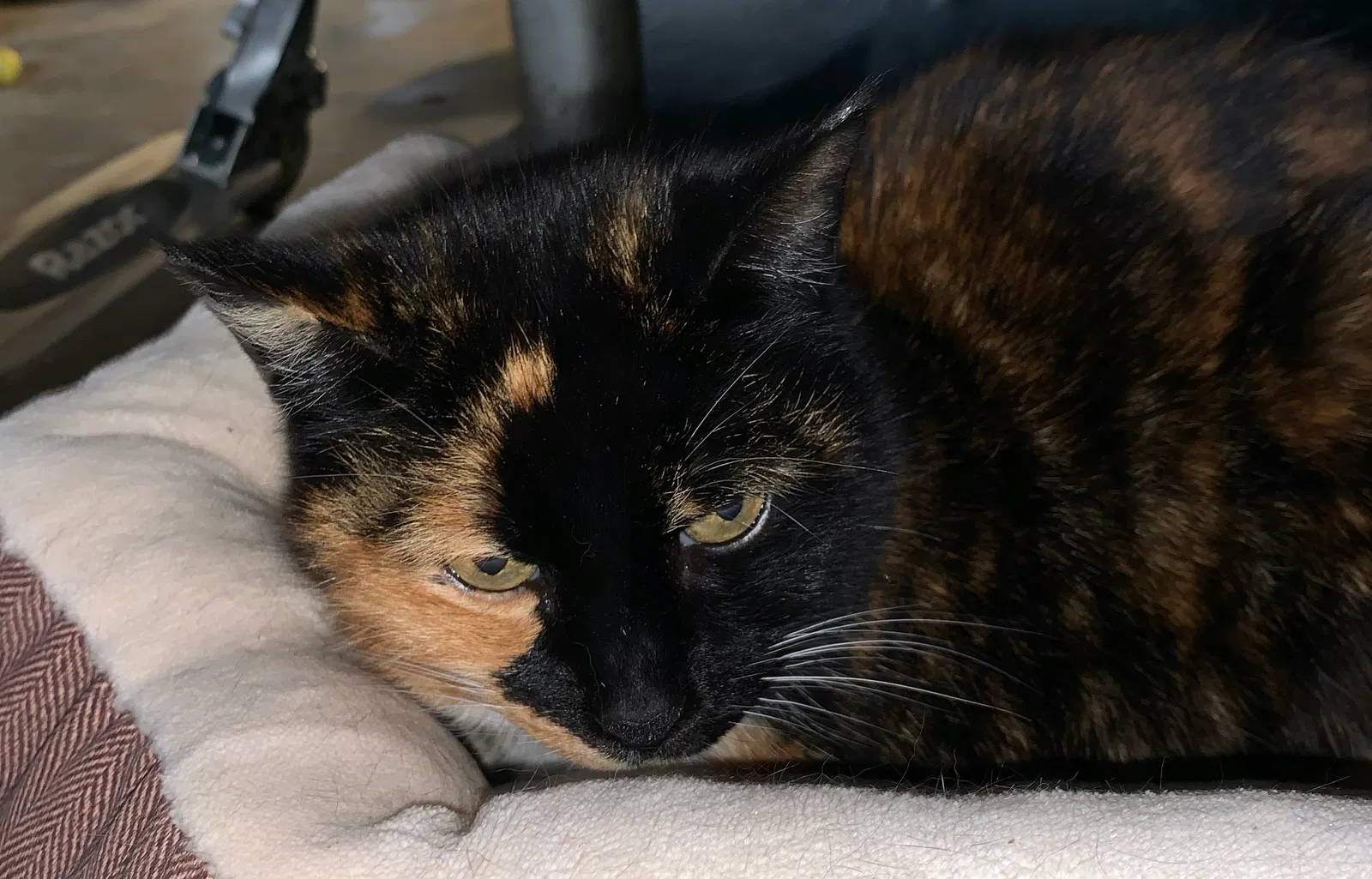 Lost cat in Winston Salem, NC, 27104
