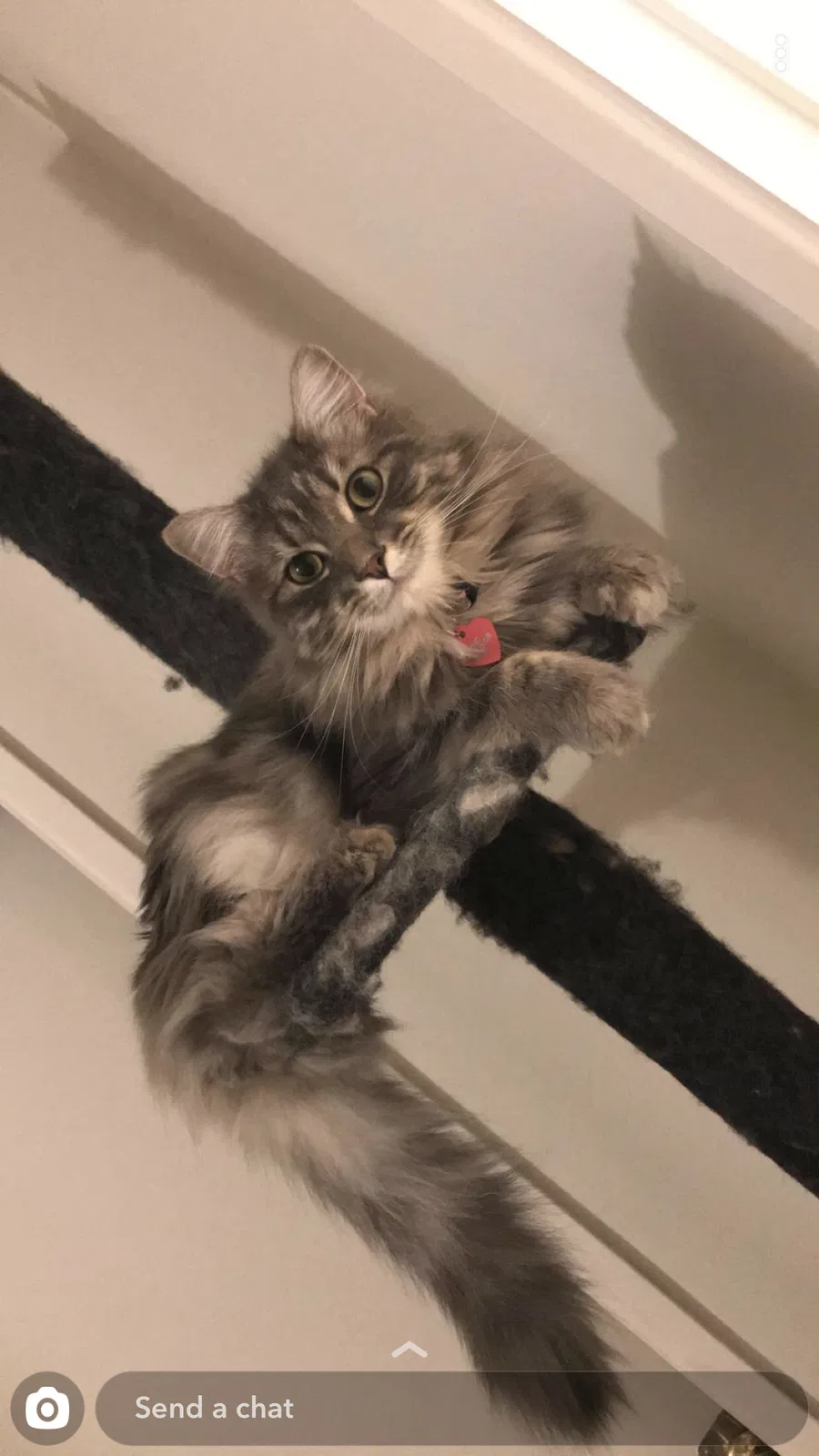 Lost cat in Portland, OR, 97236