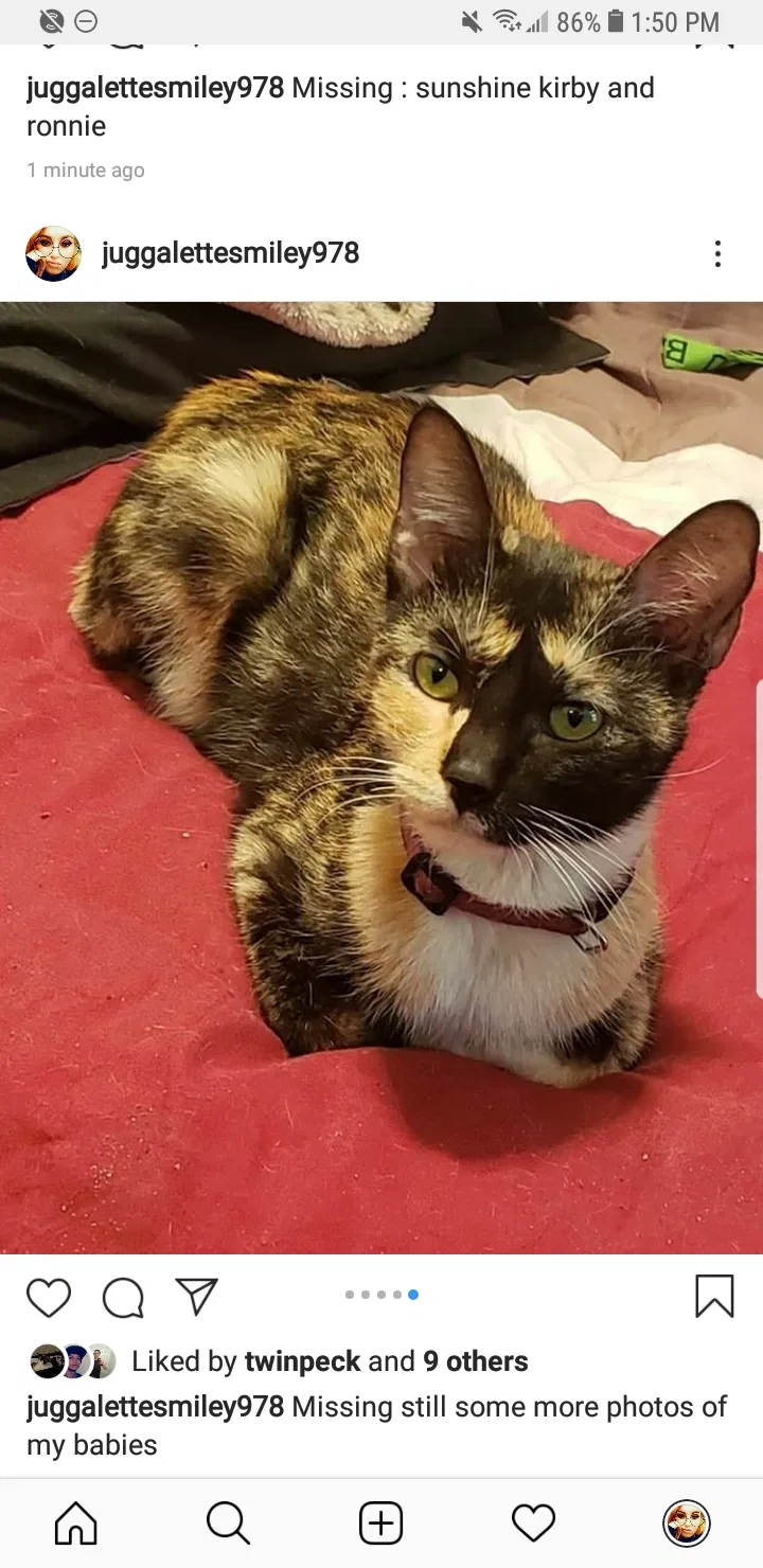 Lost cat in Modesto, CA, 95351