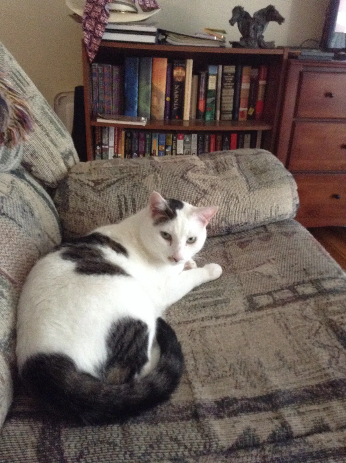 Lost cat in Florissant, MO, 63031