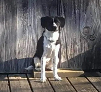 Lost dog in Edinburg, TX, 78539