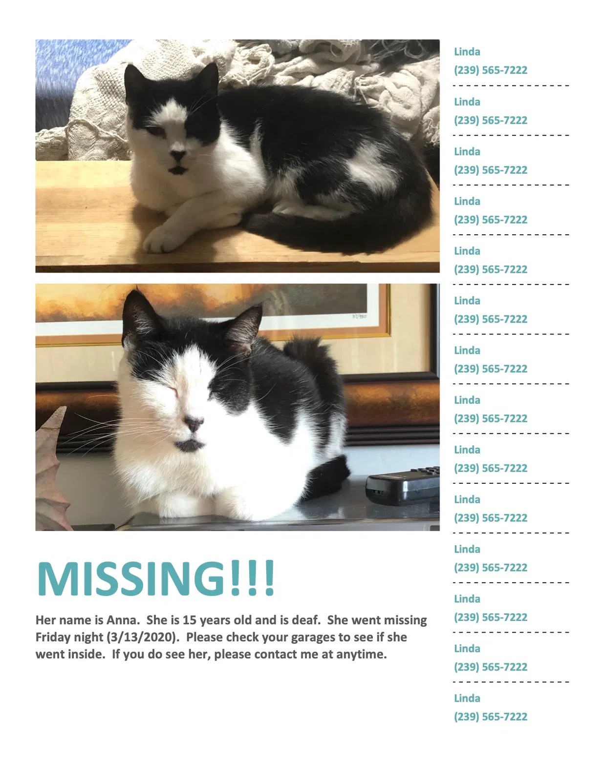 Lost cat in Cape Coral, FL, 33993