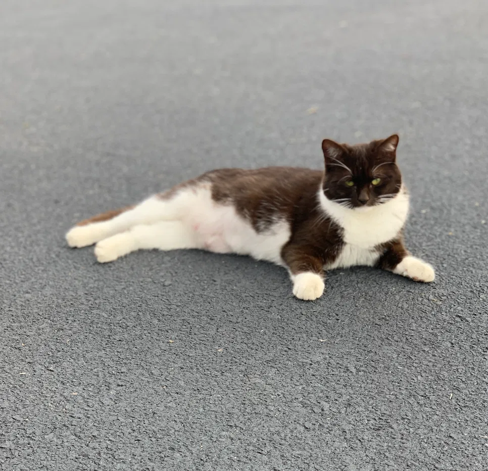 Lost cat in Rock Hill, SC, 29730