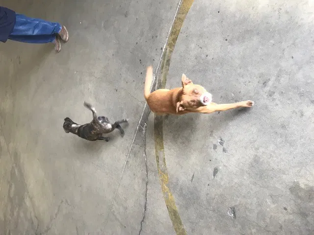 Found dog in Bloomington, CA, 92316