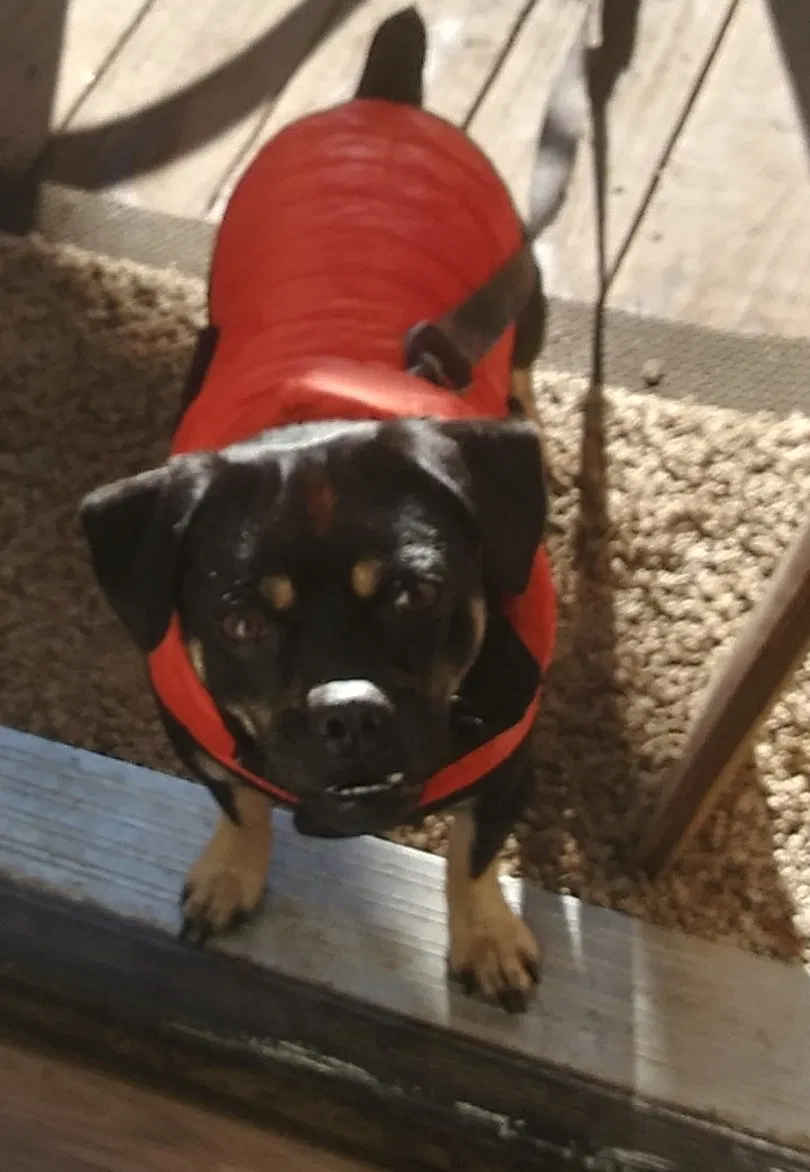 Lost dog in Mc Donald, TN, 37353