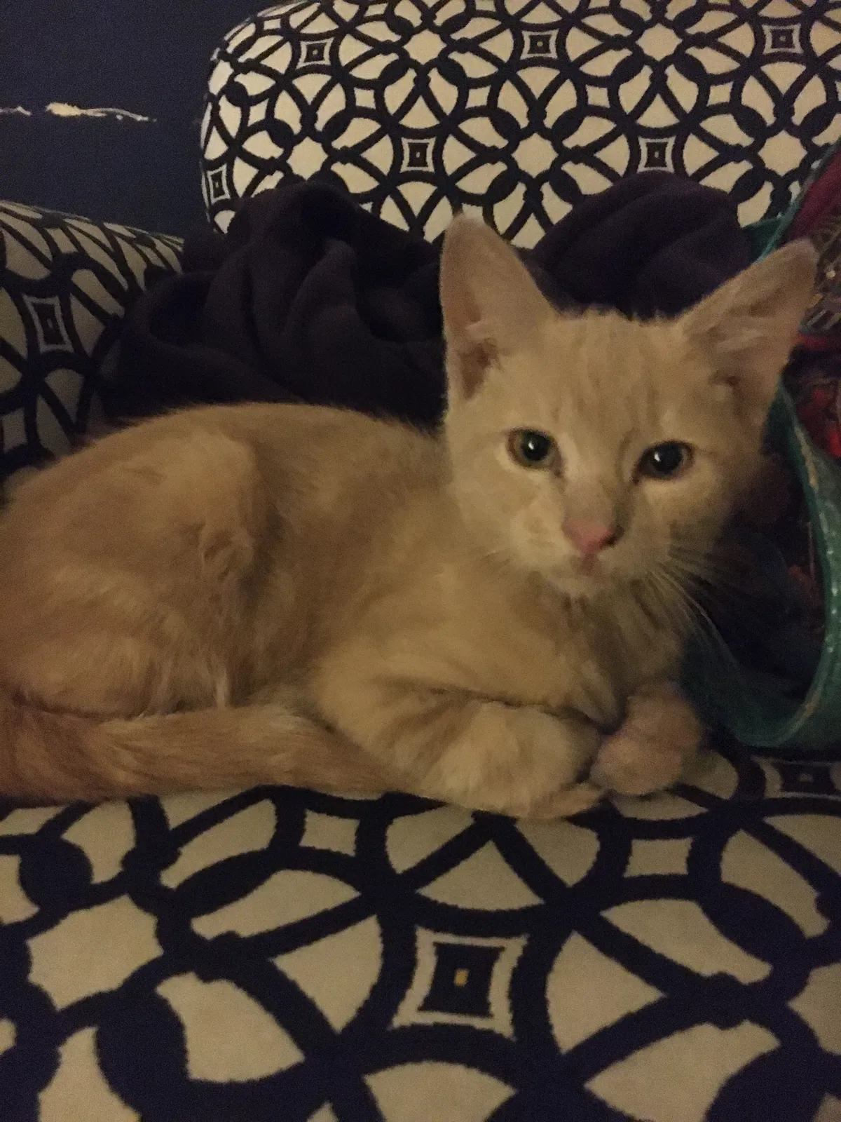 Found cat in Desert Hot Springs, CA, 92240