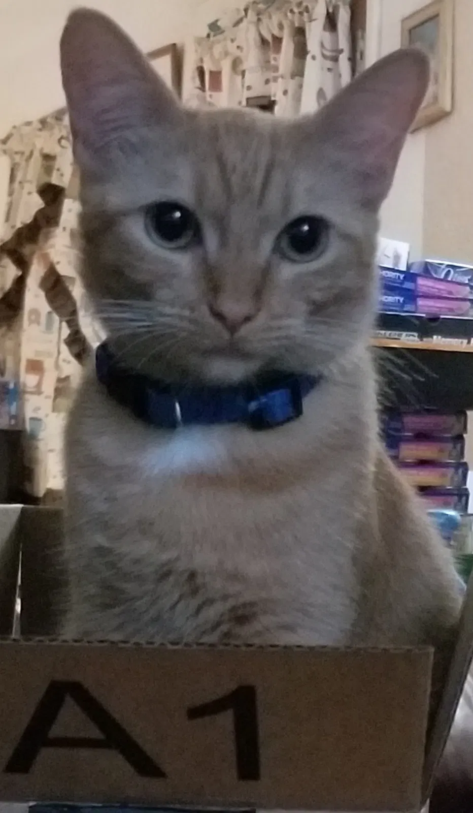 Lost cat in Largo, FL, 33770