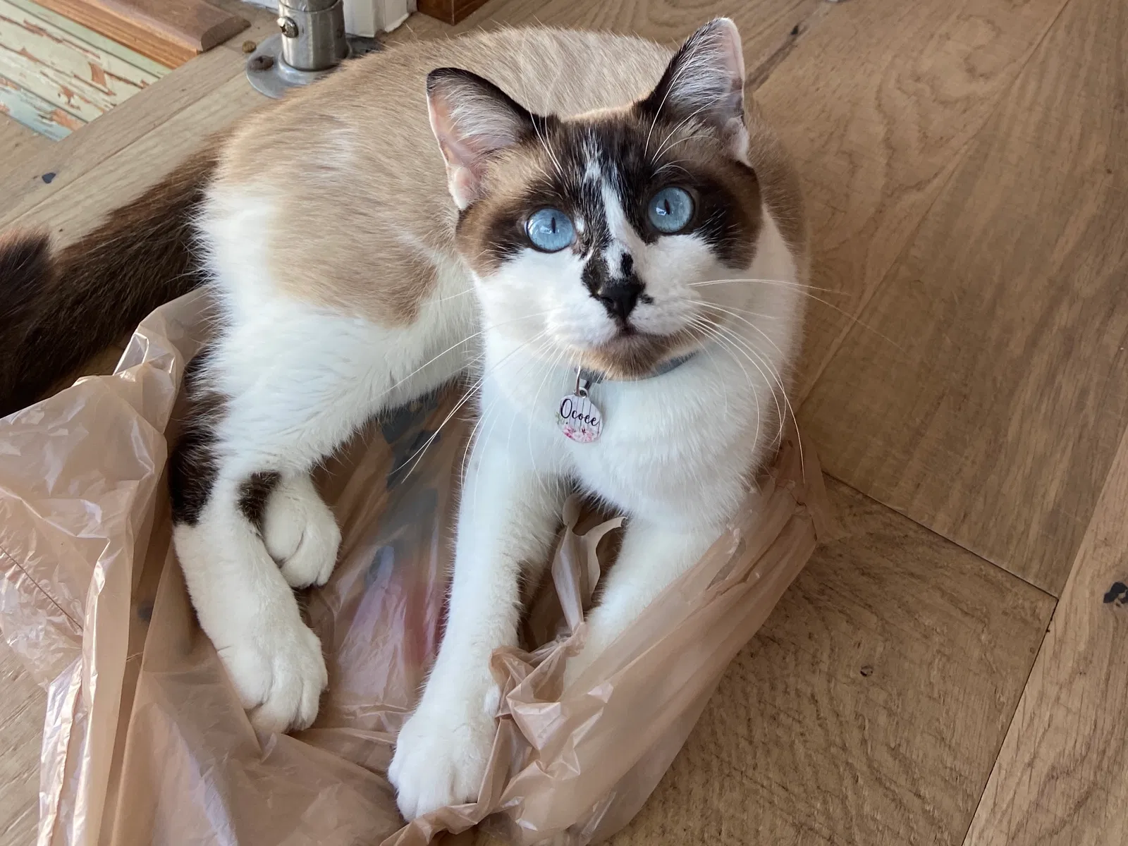 Lost cat in Venice, FL, 34285