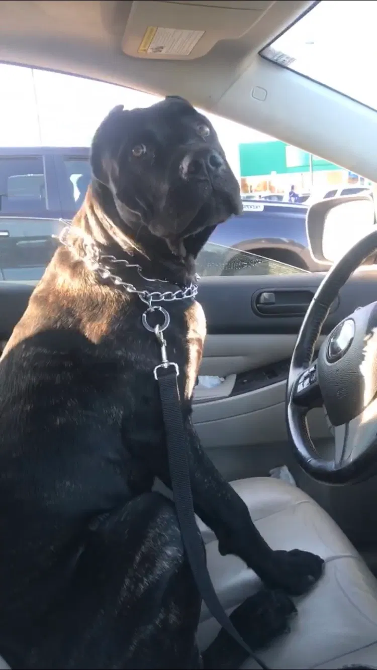 Lost dog in Gladstone, MI, 49837