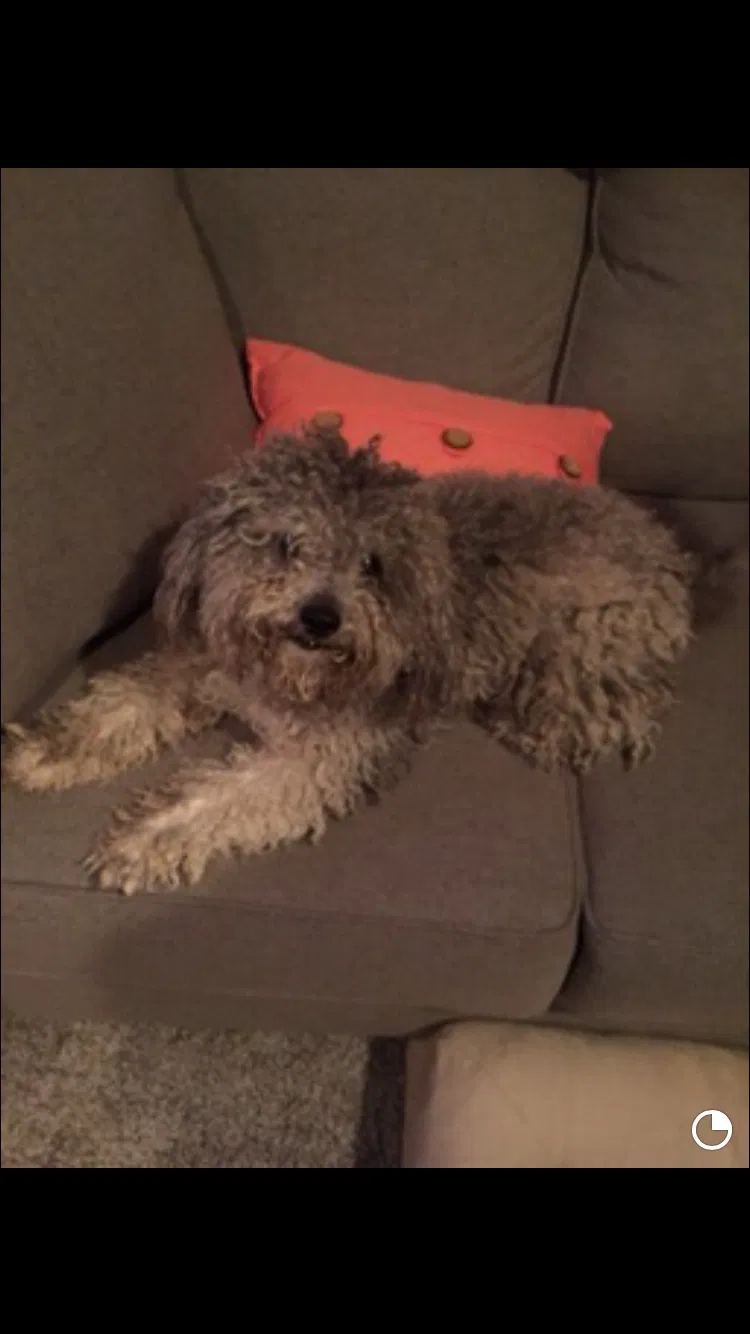 Lost dog in Pomona, CA, 91767