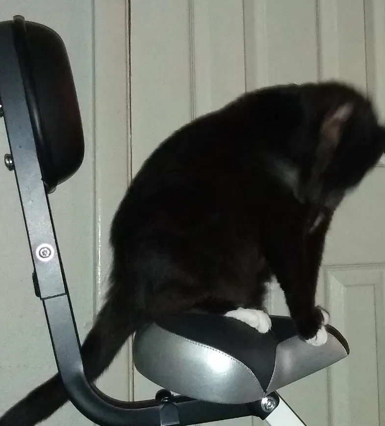 Lost cat in Orlando, FL, 32808