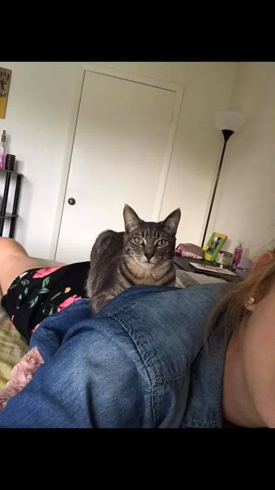Lost cat in Orlando, FL, 32835