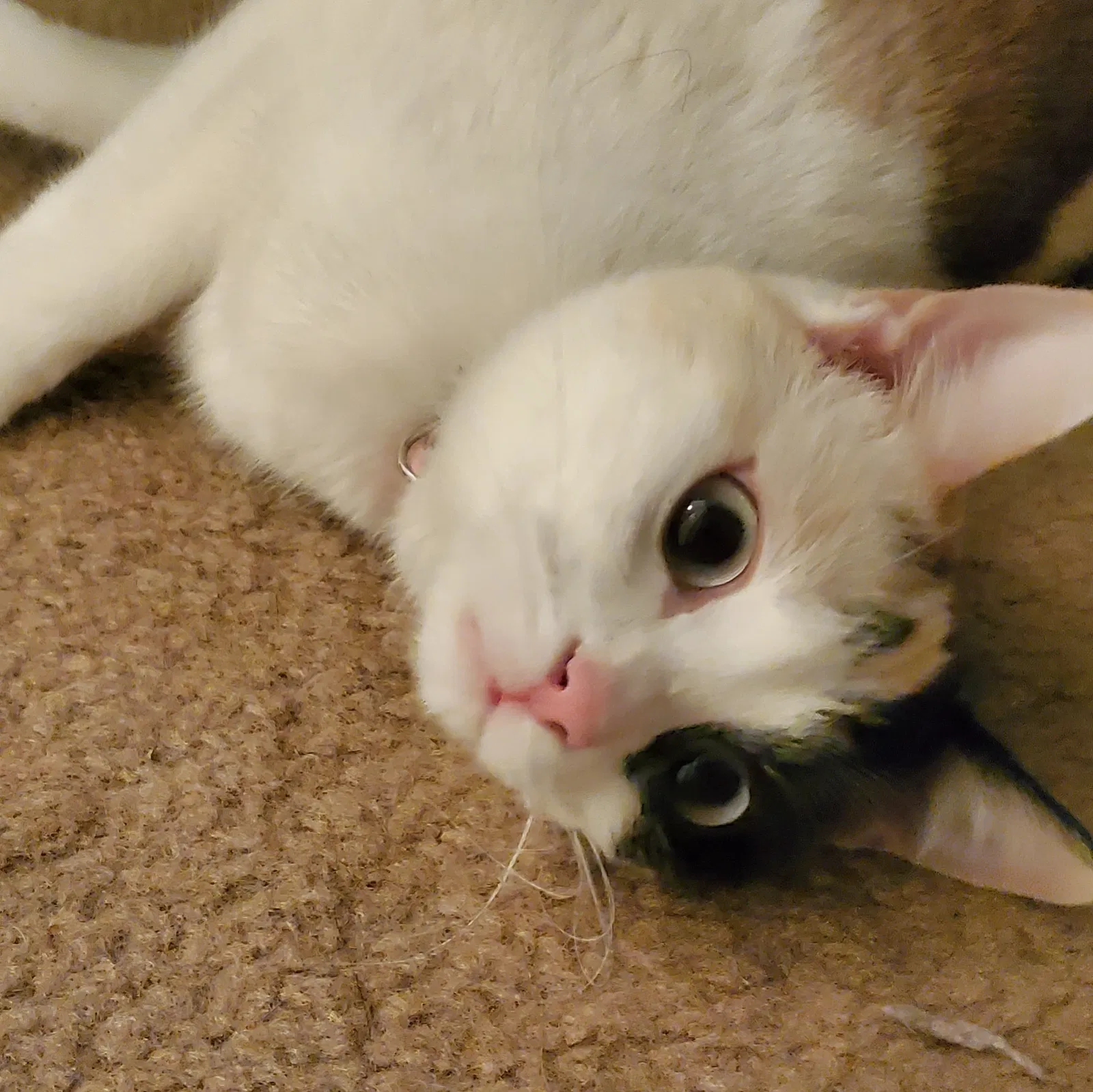 Lost cat in Aurora, CO, 80012