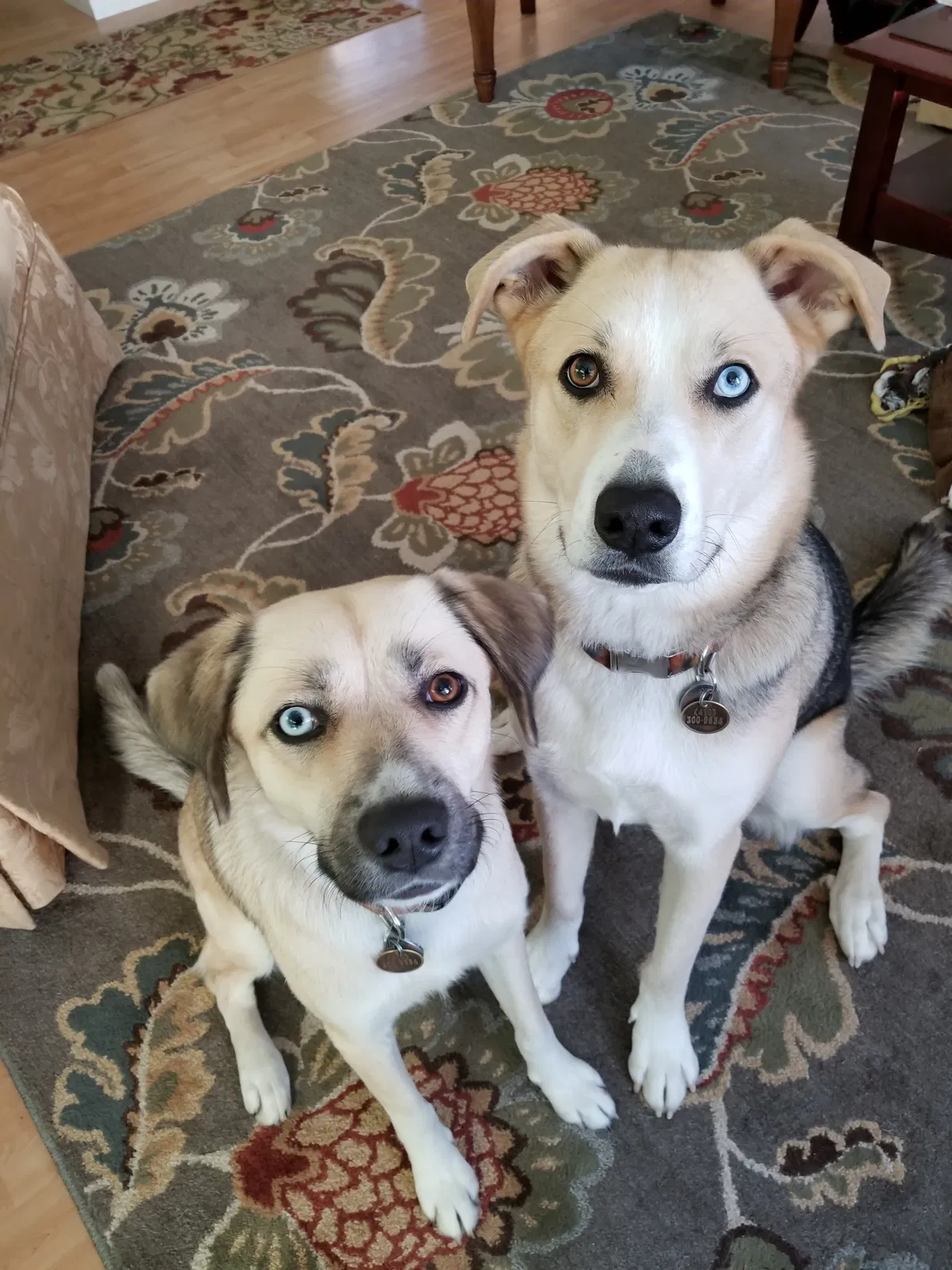 Lost dog in West Friendship, MD, 21794